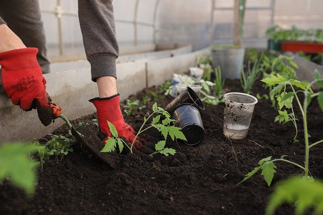 Убивает ли кофейная гуща в саду слизней и делает ли она почву здоровой?