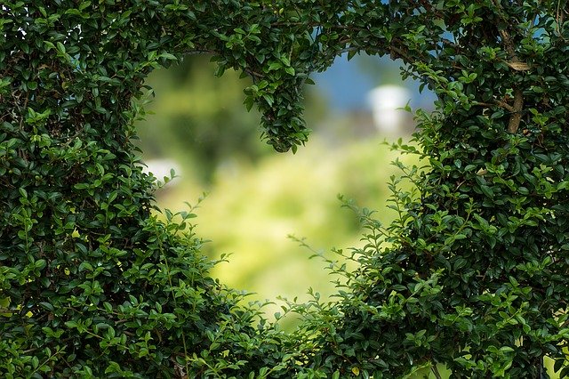 Сердце в зеленой изгороди